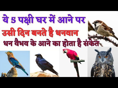 Lucky birds in India : घर के आसपास भी दिख जाएं ये पक्षी तो खुल जाते हैं नसीब, लक्ष्‍मी जी जमा लेती हैं डेरा