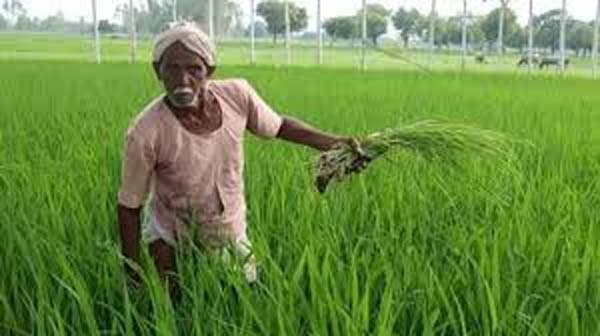 Farmers Scheme: बिना धान की खेती के कमाई का मौका दे रही सरकार! प्रति एकड़ पर मिलेंगे 7000 रुपये