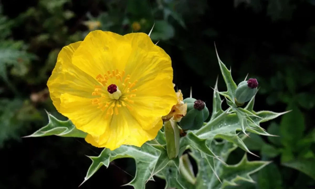 Prickly Poppy Benefits: अस्थमा, बवासीर, कब्ज समेत 25 रोगों का ऐसा सत्यानाश करेगा ये फूल की पलट कर नही आएंगे