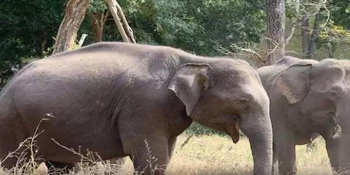 Korba News : पसरखेत रेंज में दो दिन के हाथी शावक ने तोड़ा दम, निमोनिया से हुई मौत