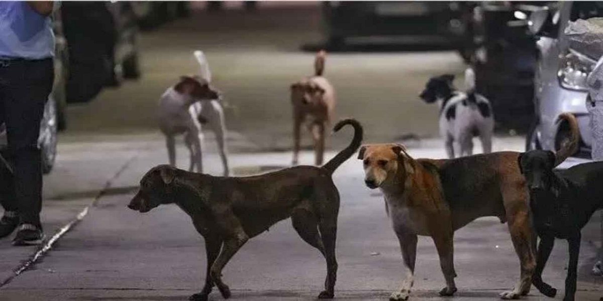 CG NEWS: स्कूल प्राचार्य और HM को सौंपा कुत्तों की जानकारी देने का जिम्मा, फार्मेट में भरनी होगी पूरी जानकारी