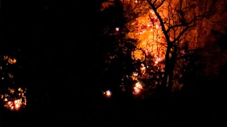एक ओर पौधरोपण, दूसरी ओर जंगल में आग… भानुप्रतापपुर वन परिक्षेत्र की तस्वीरें चिंताजनक