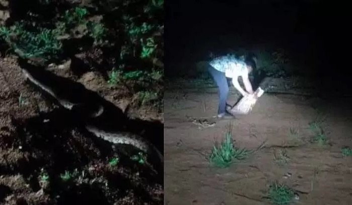 दो दिन में मिले दो विशाल अजगर, इलाके में दहशत का माहौल